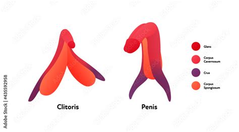 clitorus close up|Clit Images – Browse 3,789 Stock Photos, Vectors, and Video.